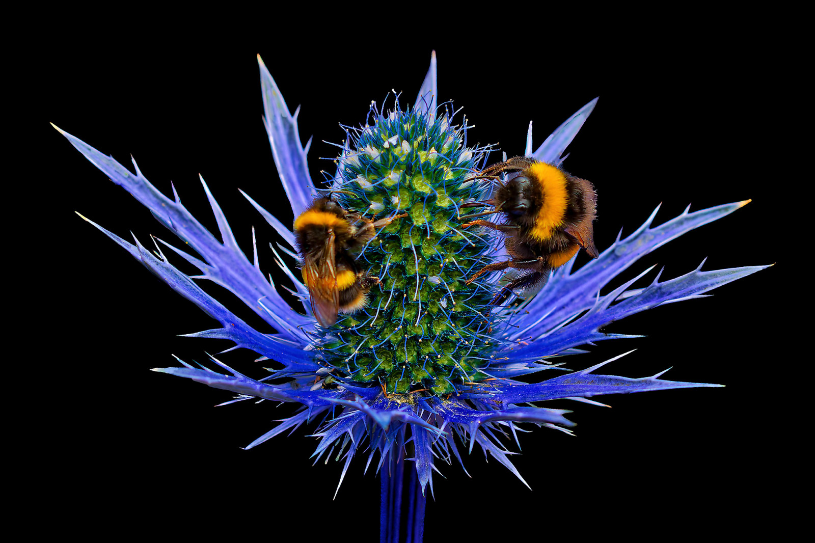 Beesmask by Dave Walton