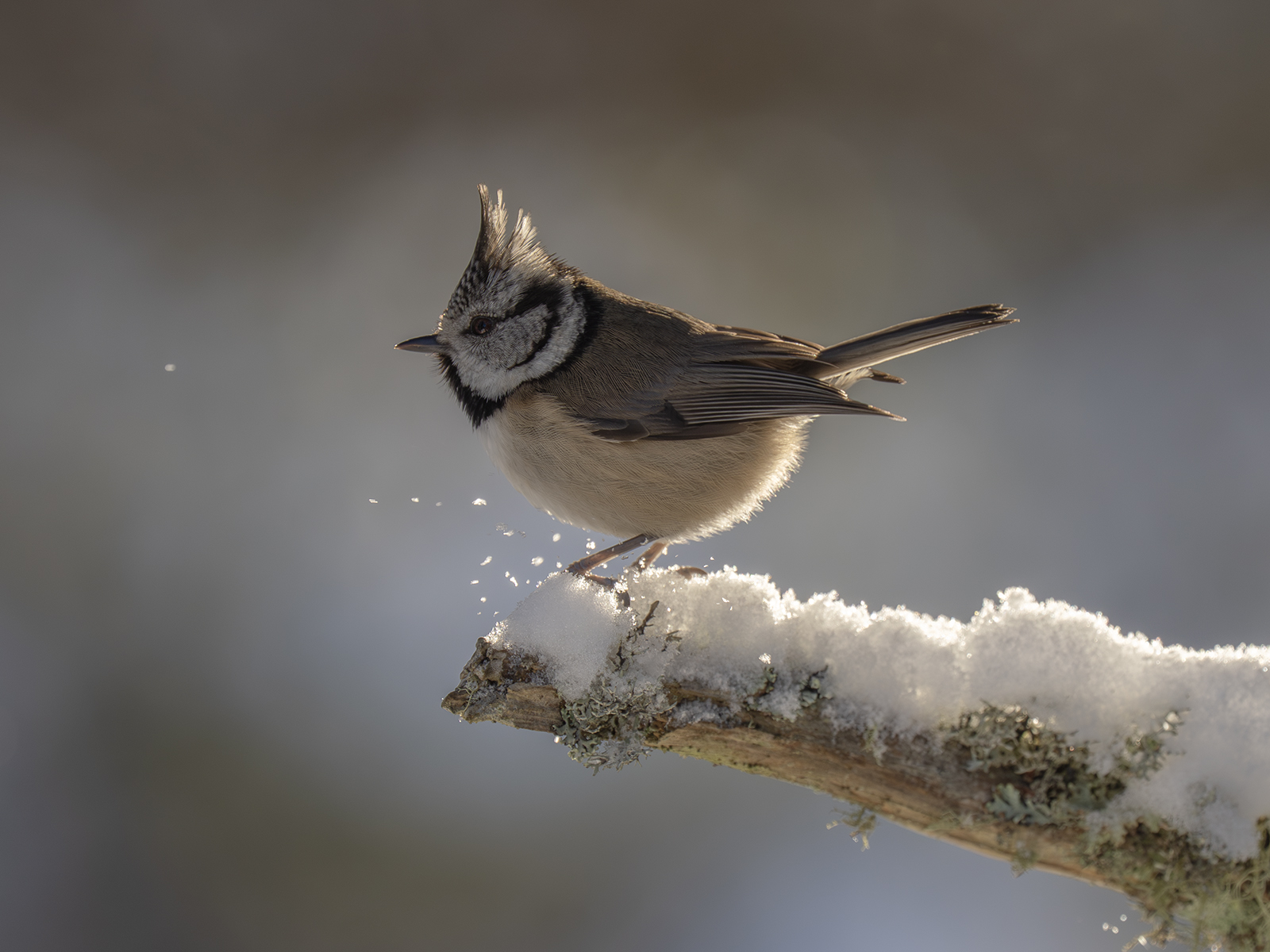 Crested Tit Profile by Shelley Knight