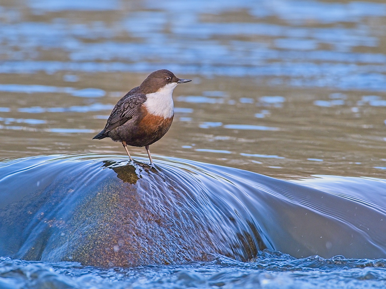 Dipper by Chris Elliott