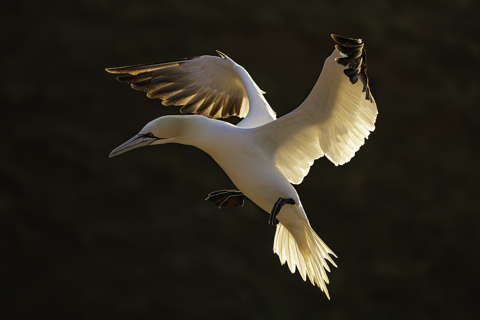 GANNET IN EVENING LIGHT by Shelley Knight