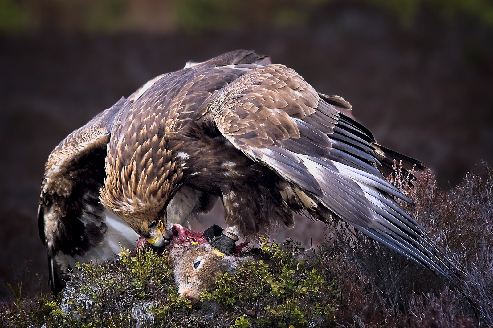 Golden Eagle with prey by Chris Elliott